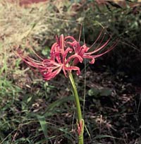 Picture of an aray of Red Spiderlily flowers on tall scape.