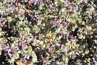 Picture of Henbit (Lamium amplexcaule) foilage and purple flowers.