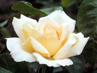 Picture closeup of single yellowish-white Peace Rose flower.