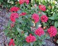 Picture of Butterfly Penta plant with red flowers.