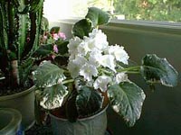 Picture of White African Violets with variegated leaves.
