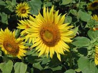 Picture closeup of giant Sunflower plant with large flower with yellow petals and golden center.