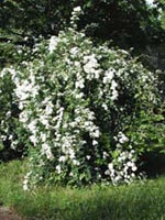 Picture of Vanhoutte Spiraea shrub with white flowers.