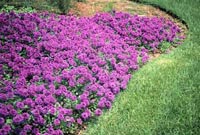 Picture of a carpet of deep purple flowers of Homestead Purple Verbena.