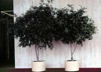Picture of two potted Weeping Fig trees.