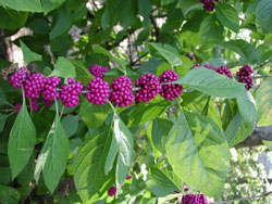 Picture of American Beautyberry