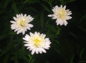 Picture of Japanese Aster flowers