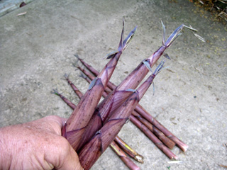 Picture of timber bamboo shoots.