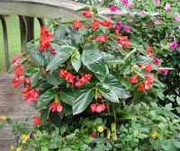 Picture of dragon wings begonia, begonia with deep, glossy-green, 5-inch long leaves and drooping clusters of flowers