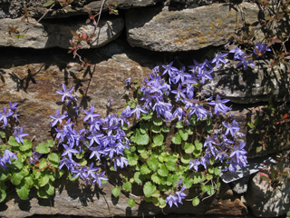 Picture of Bellflowers growing on a wall.