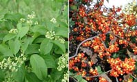 Picture (on left) of Bittersweet tiny blooms and green leaves, picture (on right) of Bittersweet branches with clusters of orange-red berries.