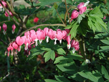 Picture of a bleeding heart plant