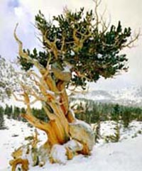 Picture of Bristlecone Pine in mountains and winter snow.