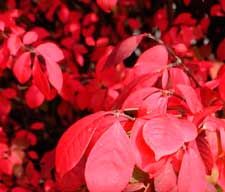 Pictures of a Burning Bush leaves
