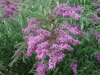 Picture of Butterfly Bush with purple flowers.  Also known as  Summer Lilac.