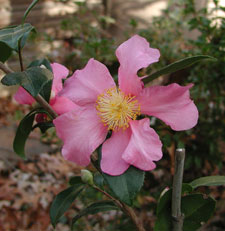 Picture of a Camellia.