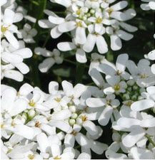 Picture of candytuft flowers.