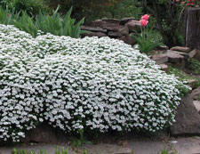 Picture of candytuft.