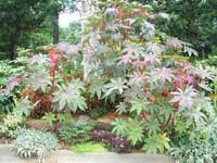 Picture of Castor Bean (or Mole Bean) plant showing red and reddish-green leaves.