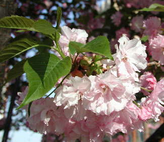 Picture of Kwanzan Cherry blooms