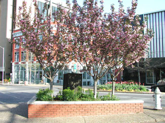 Picture of Kwanzan Cherry trees.