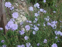 Picture of chicory, multi-petaled sky blue colored flowers.