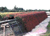 Picture of Weeping Chrysanthemum plants growing in nursery - rows of weeping trails of red and yellow plants.
