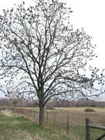 Picture of Kentucky Coffee Tree.