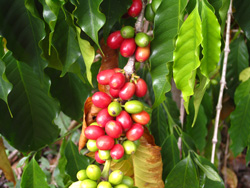 Picture of coffee cherries.