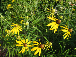 Picture of a gray-head coneflowers.