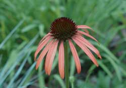 Picture of an Orange Meadowbrite hybrid coneflower
