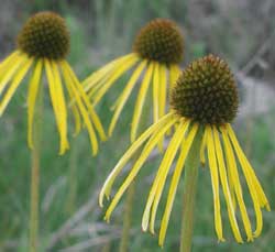 Picture of a yellow coneflower