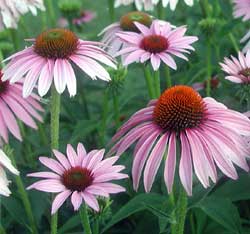 Picture of a purple coneflower