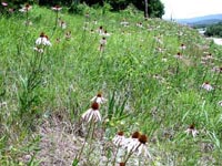 Picture of embankment with wild purple Drooping Coneflowers.