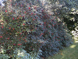 Picture of Conony Virburnum bush