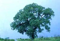 Picture of a large cottonwood tree standing beside a field.