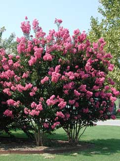 Picture of Near East Crapemyrtle