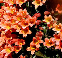 Picture of crossvine flowers.