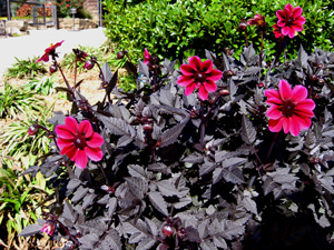 Picture of Dahlia Black Leafed Hybrids.