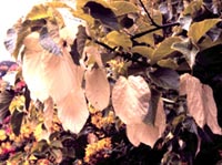 Picture closeup of Dove Tree leaves.