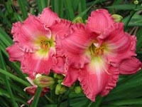 Picture closeup of pink Daylily flowers.