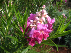 Picture of a Desert Willow bloom.