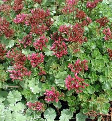 Picture of a Dragon's Blood sedum