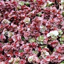Picture of a Dragon's Blood sedum