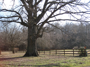 Picture of a cane hill oak tree suffering drought stress..