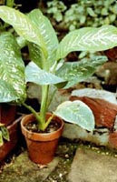 Picture of potted Dumbcane plant.