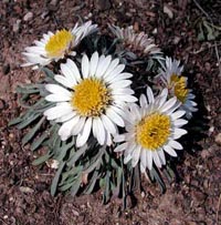 Picture of Easter Daisy in bloom with white petaled flowers with yellow centers.