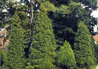Picture of several Eastern Arborvitae shrubs.