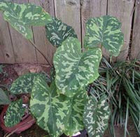 Picture of Hilo Beauty Elephant Ear plant showing variegated leaves in various shades of green.