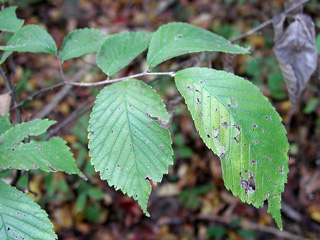 Slippery elm leaves